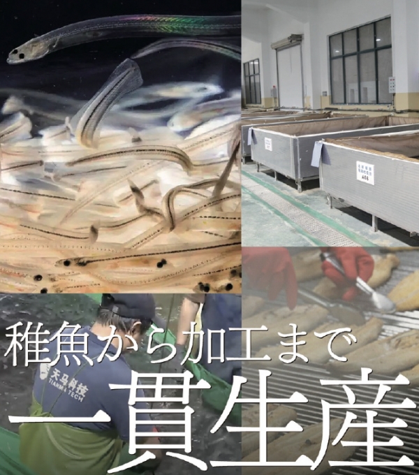 稚魚から加工まで一貫生産